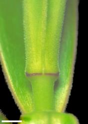 Veronica rivalis. Leaf bud with no sinus. Scale = 1 mm.
 Image: W.M. Malcolm © Te Papa CC-BY-NC 3.0 NZ